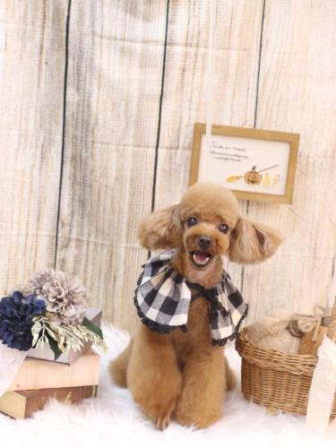 20241025茶々丸くん